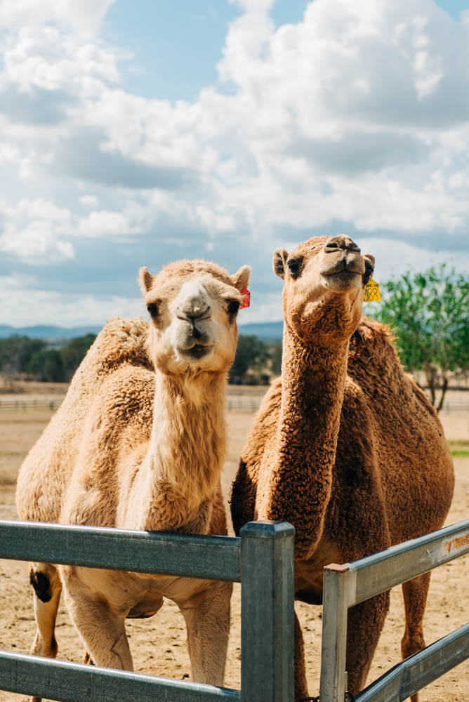 camel farm australia